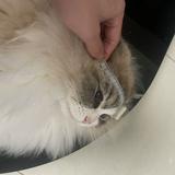 (分類:)位於 。 由 12045 提交(商品編號 1459786480,圖片 1)。簡介: 。