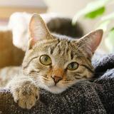 （分類：）位於 。 由 hswws 提交（商品編號 1092724091，圖片 1）。簡介： 。