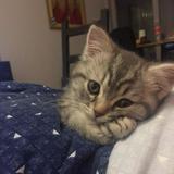 (Category: ) located in . Submitted by zzuss (Listing ID 1451775336, Image 1). Description: .