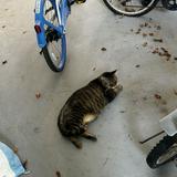 (Category: ) located in . Submitted by Jagger (Listing ID 1373973512, Image 1). Description: .
