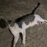（分類：）位於 。 由 sammicircle 提交（商品編號 1315254832，圖片 1）。簡介： 。