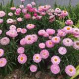 （分類：）位於 。 由 morningling.1 提交（商品編號 1383161701，圖片 1）。簡介： 。