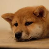 （分類：）位於 。 由 waltchan111 提交（商品編號 1385024241，圖片 1）。簡介： 。