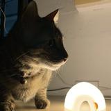 (Category: ) located in . Submitted by beanseen (Listing ID 1385620703, Image 1). Description: .