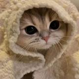 （分類：）位於 。 由 user920376 提交（商品編號 1303950180，圖片 1）。簡介： 。