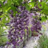 由 comfrey (刊登 ID 1373515628，圖片 1) 提交，位於 的 (類別：)，說明：。