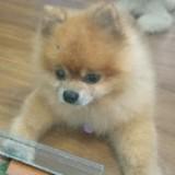 (Category: ) located in . Submitted by jacky.li (Listing ID 1379179113, Image 1). Description: .