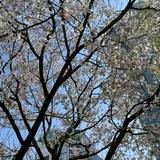 (Category: ) located in . Submitted by omoiyari (Listing ID 1314155628, Image 1). Description: .