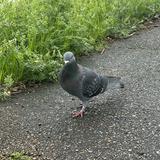 (Category: ) located in . Submitted by pigeonchirp (Listing ID 1371000677, Image 1). Description: .