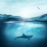 (Kategori: ) berada di . Dikirim oleh bluesea8 (ID iklan 1299542169, Gambar 1). Deskripsi: .