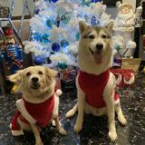(Category: ) located in . Submitted by dianesls_13 (Listing ID 1444611729, Image 1). Description: .