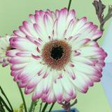 （分類：）位於 。 由 kunkun3 提交（商品編號 1363795190，圖片 1）。簡介： 。