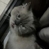 (Kategori: ) berada di . Dikirim oleh preloved.yolanda (ID iklan 1380637536, Gambar 1). Deskripsi: .