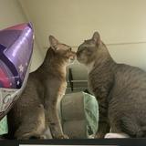 (Category: ) located in . Submitted by uniq84 (Listing ID 1337565440, Image 1). Description: .