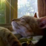 (Category: ) located in . Submitted by thegoodthingsinlife (Listing ID 1280771195, Image 1). Description: .