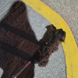(Category: ) located in . Submitted by Msy_08 (Listing ID 1466351647, Image 1). Description: .
