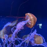 (Category: ) located in . Submitted by name26593 (Listing ID 1442395768, Image 1). Description: .