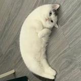 由 cutecatt (刊登 ID 1351856023，圖片 1) 提交，位於 的 (類別：)，說明：。