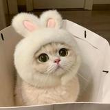由 ashi.zzy (刊登 ID 1349988417，圖片 1) 提交，位於 的 (類別：)，說明：。