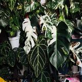 （分類：）位於 。 由 cmlmhk 提交（商品編號 1375231710，圖片 1）。簡介： 。