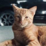 (Kategori: ) berada di . Dikirim oleh arrosyidabd (ID iklan 1358120671, Gambar 1). Deskripsi: .