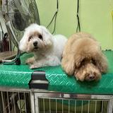 (Category: ) located in . Submitted by petsworld (Listing ID 1376848864, Image 1). Description: .