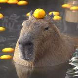 (Category: ) located in . Submitted by capybaraisangry (Listing ID 1368617991, Image 1). Description: .