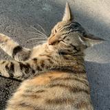 由 themagiccat3142 (刊登 ID 1360249022，圖片 1) 提交，位於 的 (類別：)，說明：。