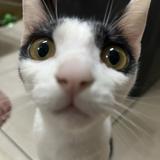由 yyyer (刊登 ID 1380465026，圖片 1) 提交，位於 的 (類別：)，說明：。