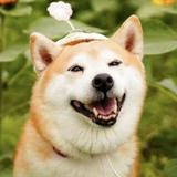 (分類:)位於 。 由 cc87155 提交(商品編號 1441799590,圖片 1)。簡介: 。