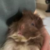 (Category: ) located in . Submitted by guineapigtongue (Listing ID 1370429176, Image 1). Description: .