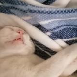 (Category: ) located in . Submitted by joerach_bags (Listing ID 1365087667, Image 1). Description: .