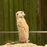 (分類:)位於 。 由 nene_love_tweety 提交(商品編號 1423561334,圖片 1)。簡介: 。