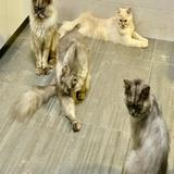 (Category: ) located in . Submitted by mamy26 (Listing ID 1336909727, Image 1). Description: .