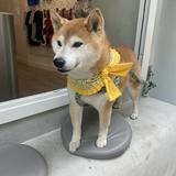 （分類：）位於 。 由 oneiriclee 提交（商品編號 1338453253，圖片 1）。簡介： 。