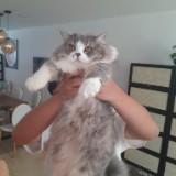 (Category: ) located in . Submitted by rqpid (Listing ID 1355787442, Image 1). Description: .