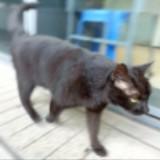 （分類：）位於 。 由 eenieweenieshivelweenie 提交（商品編號 1384179674，圖片 1）。簡介： 。
