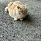 由 pennyci (刊登 ID 1380459284，圖片 1) 提交，位於 的 (類別：)，說明：。