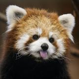 (Category: ) located in . Submitted by red.pandas (Listing ID 1324481284, Image 1). Description: .