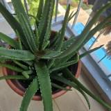 (Category: ) located in . Submitted by skewers (Listing ID 1373691550, Image 1). Description: .