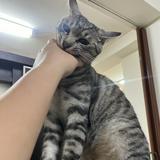 由 a0963930863 (刊登 ID 1349687712，圖片 1) 提交，位於 的 (類別：)，說明：。