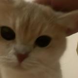 （分類：）位於 。 由 gareth13 提交（商品編號 1381773867，圖片 1）。簡介： 。