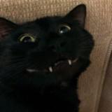 (Category: ) located in . Submitted by niel.dclttrs (Listing ID 1384885254, Image 1). Description: .