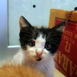 (Kategori: ) berada di . Dikirim oleh timmy2891 (ID iklan 1374739510, Gambar 1). Deskripsi: .