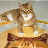 (Category: ) located in . Submitted by catmeowwoof (Listing ID 1093935388, Image 1). Description: .