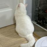 由 evehihiiii (刊登 ID 1383505733，圖片 1) 提交，位於 的 (類別：)，說明：。