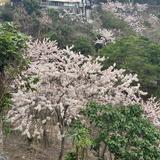 由 amberh_ (刊登 ID 1384191898，圖片 1) 提交，位於 的 (類別：)，說明：。