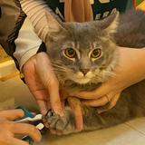 (Category: ) located in . Submitted by syahiirr (Listing ID 1459965981, Image 1). Description: .