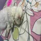 （分類：）位於 。 由 s_wongwong 提交（商品編號 1237622021，圖片 1）。簡介： 。