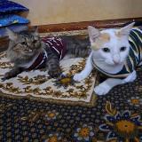 (Kategori: ) berada di . Dikirim oleh chilldaa (ID iklan 1383714522, Gambar 1). Deskripsi: .